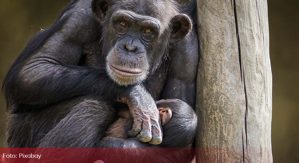 majmun simpanza.jpg